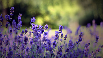Nature, Flowers, Beauty, Greens, Field HD wallpaper