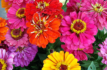 Flowers, Bright, Close-Up, Zinnias, Cincinnati HD wallpaper