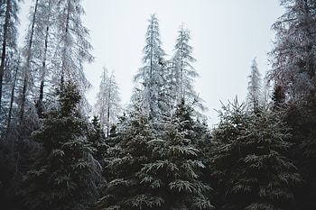 Nature, Trees, Pine, Fir-Trees, Coniferous, Forest HD wallpaper