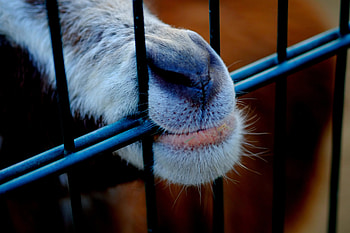 Animals, To Fall, Mouth, Nose, Goat HD wallpaper