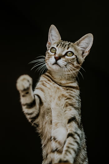 Adorable tabby kitten reaching out playfully against a dark background. HD phone wallpaper