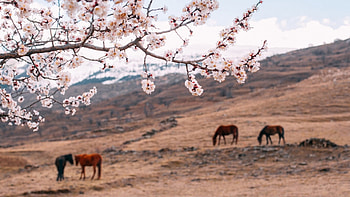 Horses, nature, field, animals HD wallpaper