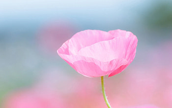 Pink, Flower, Macro, Petals HD wallpaper