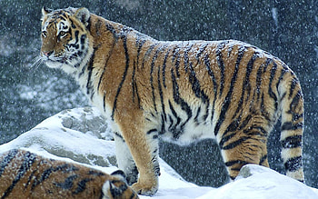 Animals, Winter, Snow, Predator, Tiger, To Stand, Stand HD wallpaper
