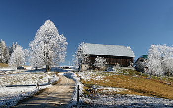 Landscape, Winter, Trees HD wallpaper