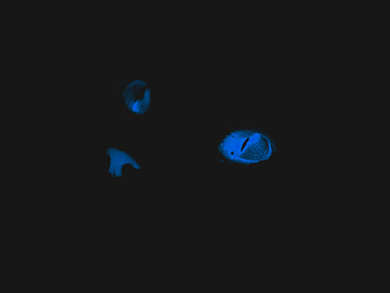 Glowing cat eyes, blue, black, abstract, glowing, animals, cats, cat, different HD wallpaper
