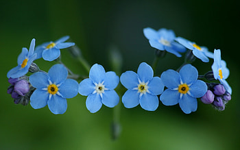 Plants, Flowers HD wallpaper