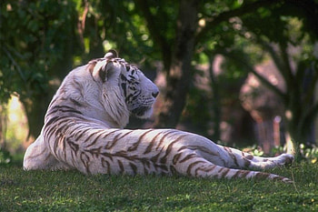 White Tiger, animal, tigre HD wallpaper