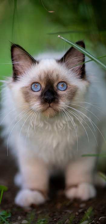 Ragdoll cat, Innocent gaze, Cute companions, Delicate features HD phone wallpaper