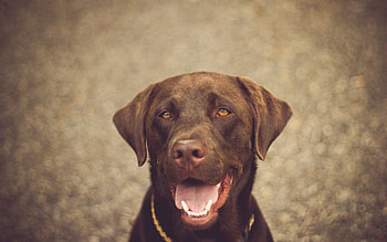 Animals, Dog, Muzzle, Nice, Sweetheart, Ears, Nose HD wallpaper