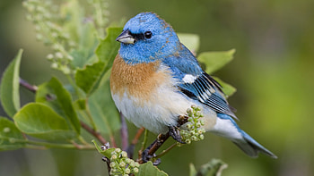 Blue bird , Great tit HD wallpaper