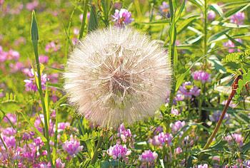Wild and Wonderful, summer, white, field, flower, nature, grass, fluffy, weed HD wallpaper