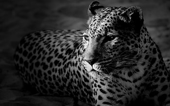 Animals, Art , Leopards HD wallpaper