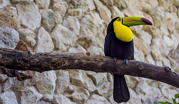 Animals, Bird, Beak, Branch, Tail, Toucan HD wallpaper
