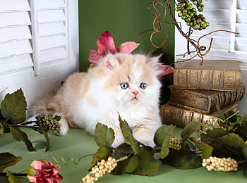 Teacup persian kitten, kitten, sweet, white, teacup, kitty, cozy, cute, cat, fluffy, persian, still life, books, leaves, adorable, home HD wallpaper