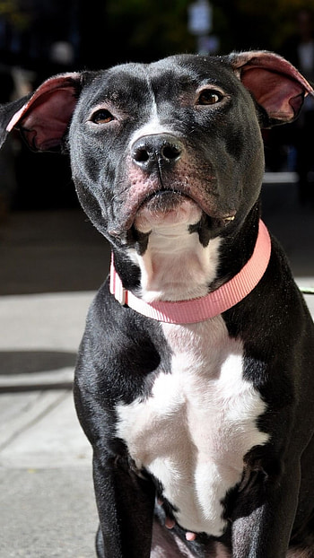 Pitbull Dog, Black HD phone wallpaper