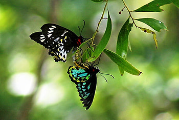 Wings X two, butterflies, two, leaves, green, colors, beauty HD wallpaper