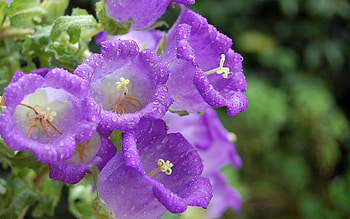 Plants, Flowers, Violet HD wallpaper