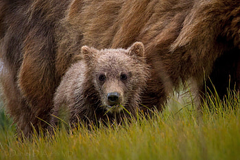 Animals, Grass, Teddy Bear, Young, Joey, Bear Cub HD wallpaper