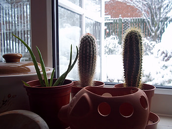Plants And Snow, winter, plants, snow, cactus HD wallpaper