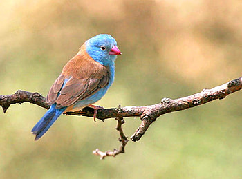 Beautiful Bird, cool, beautiful, bird HD wallpaper