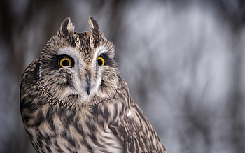 Owl, winter, bird, pasare, bufnita, cute HD wallpaper
