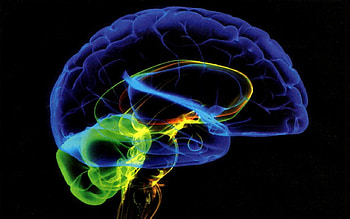Brain Works 5, circuit, synapse, abstract, graphy, nerves, , brain HD wallpaper
