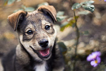 Cute Dog, dog, cute, pet, animals HD wallpaper