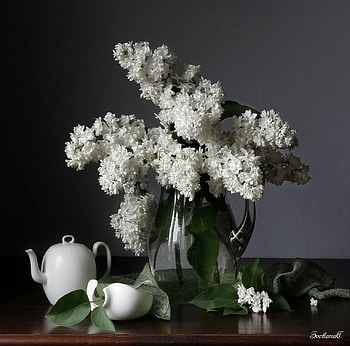 white still life, art , still life, white cups, glass pot, nature, water, white flowers, nice HD wallpaper