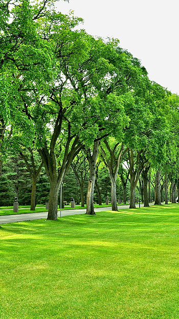 Park (Nature), Uploads HD phone wallpaper