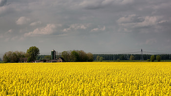 field, flowers, yellow, farm, agriculture, cloudy HD wallpaper