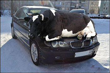 Clever Cow, clever, cow, art, hot, , warm HD wallpaper