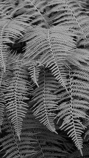 Plant, Macro, Fern, Bw, Chb HD phone wallpaper