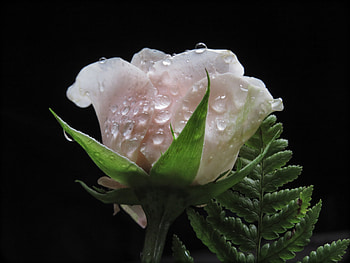 White rose, water drops, close up HD wallpaper