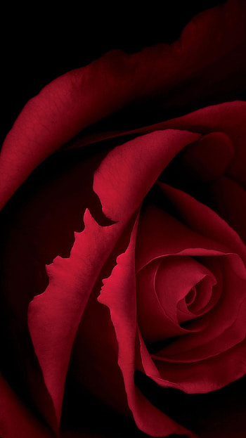 Beauty and the Beast (2022) movie HD phone wallpaper