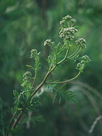 Plant, Macro, Buds, Inflorescences, Inflorescence HD phone wallpaper