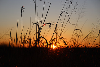 silhouette, nature, sunset HD wallpaper