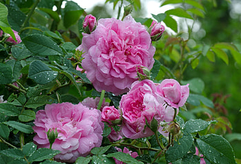 Flowers, Drops, Bush, Rose Flower, Rose, Bloom, Flowering, Freshness HD wallpaper