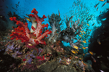 Animals, Fishes, Multicolored, Underwater World, Algae, Seaweed, Different-Colored HD wallpaper