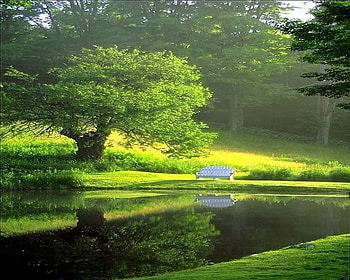 On the green, bench, sunlight, green, tree HD wallpaper