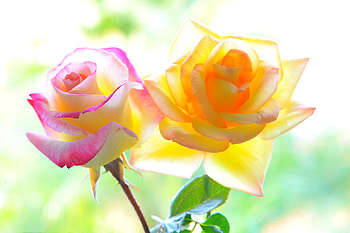 Roses, Flowers, Colorful, Petals HD wallpaper