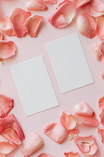 Elegant arrangement of rose petals and blank cards on a pink background, perfect for romantic occasions. HD phone wallpaper