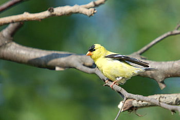 Animals, Bird, Branch, Color HD wallpaper