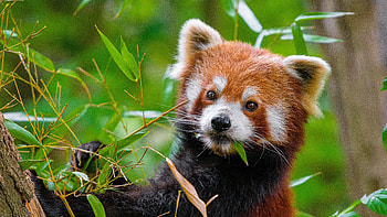 Red Panda With Green Leaves Is Standing In Blur Green Background Panda HD wallpaper