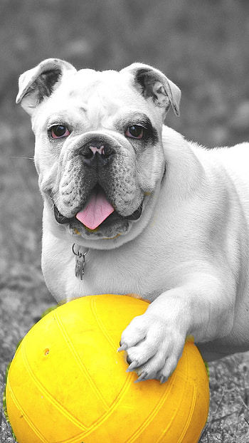 White Dog and Yellow Ball, ball, yellow, dog, white HD phone wallpaper