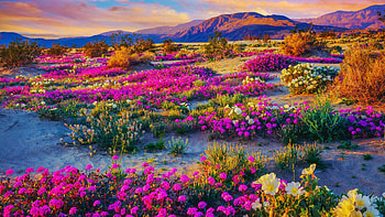 Anza-Borrego State Park, California, hills, blossoms, clouds, colors, flowers, sky, usa, sunset HD wallpaper