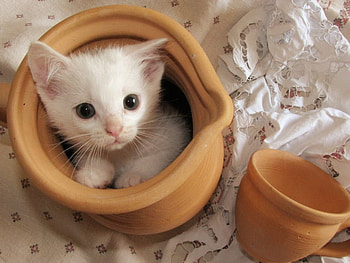 Cat in a pot, animals, cute, cat, pet, pot HD wallpaper