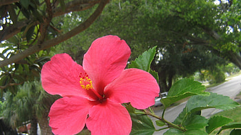 Hibiscus flower , Ultra , Floral beauty HD wallpaper