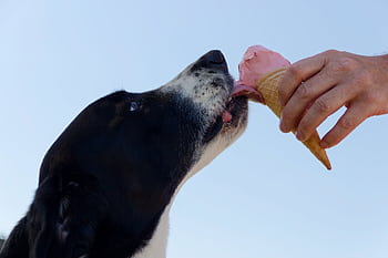 Adorable dog licking an ice cream cone held by a hand outdoors. Perfect summer treat moment. HD wallpaper