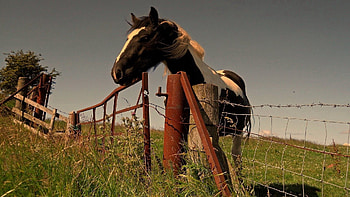 Animals, Grass, Fence, Stroll, Horse, Hedge HD wallpaper